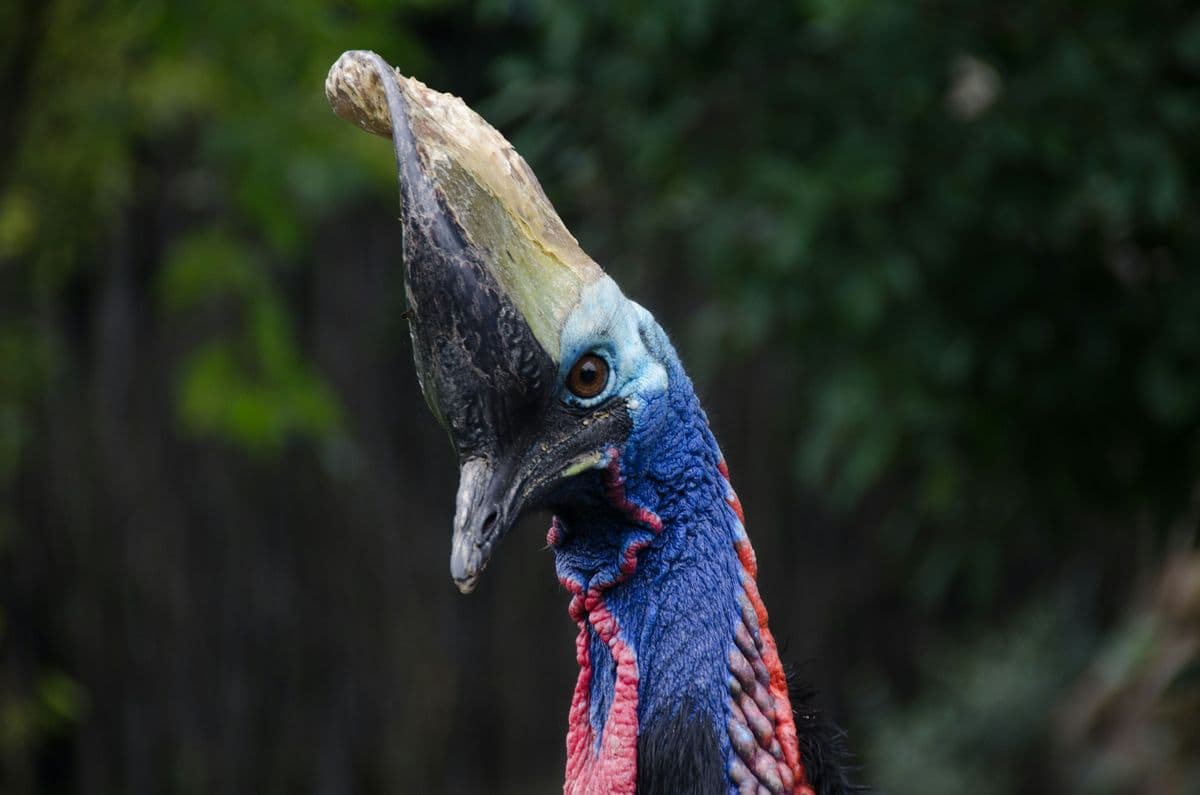 Southern Cassowary photo