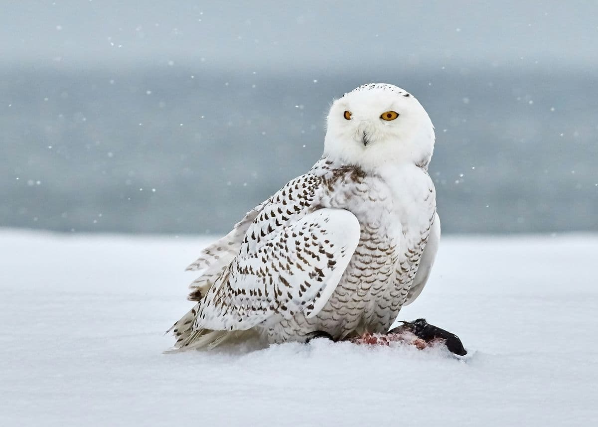 Snowy Owl photo