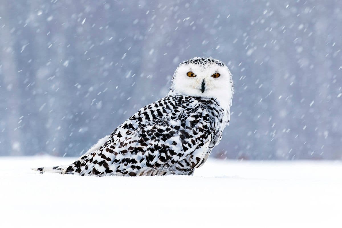Snowy Owl photo