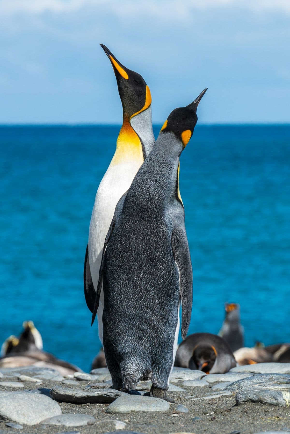 Emperor Penguin photo