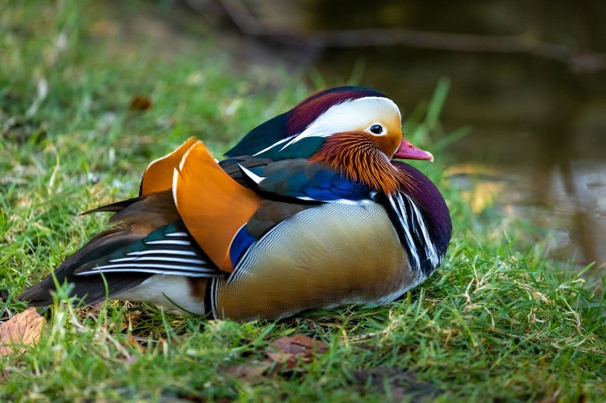Mandarin Duck photo