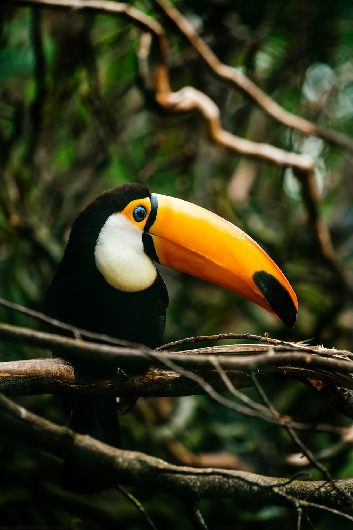 Toucan photo