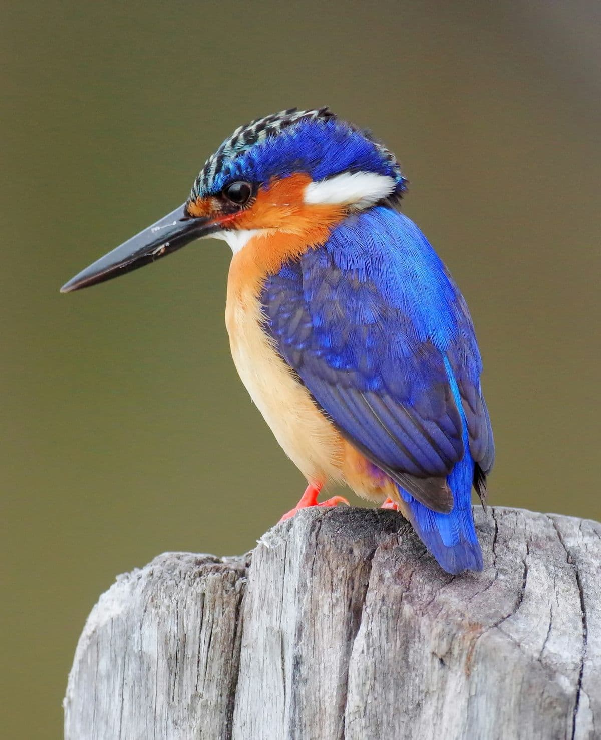 Kingfisher photo