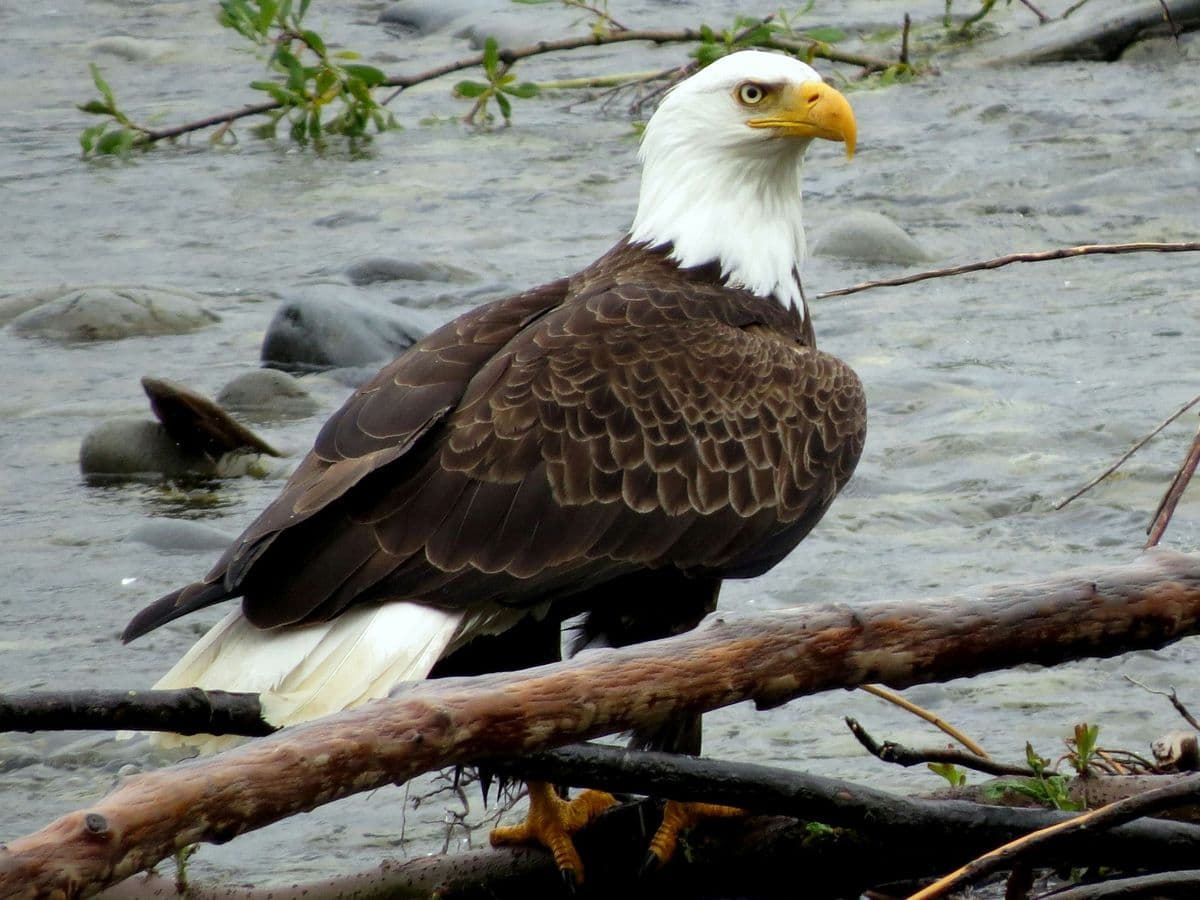 Bald Eagle photo