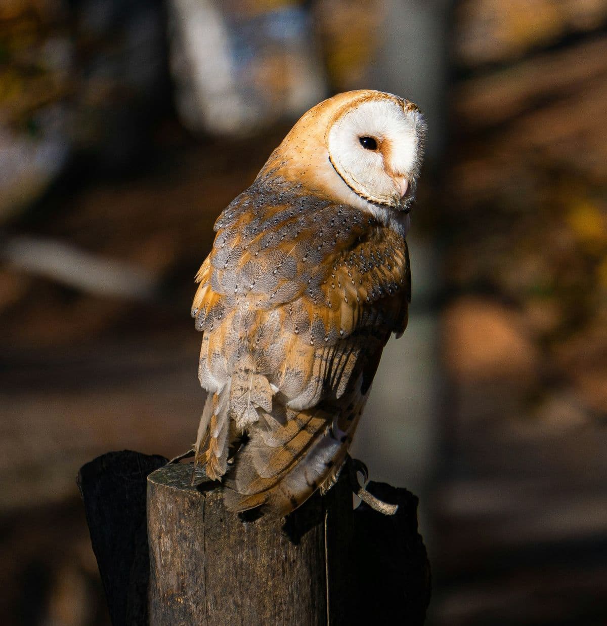 Barn Owl photo