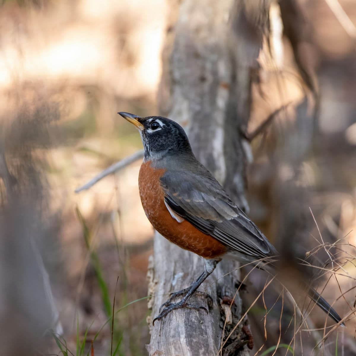 American Robin photo