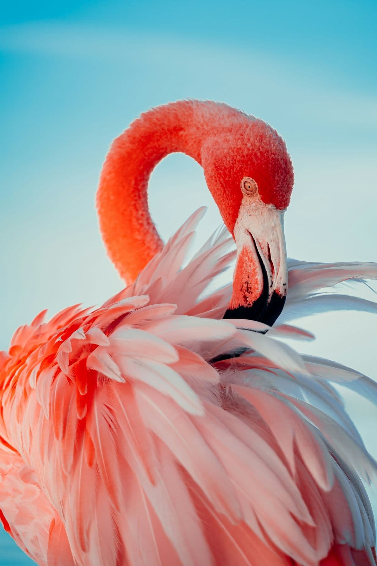 Flamingo photo