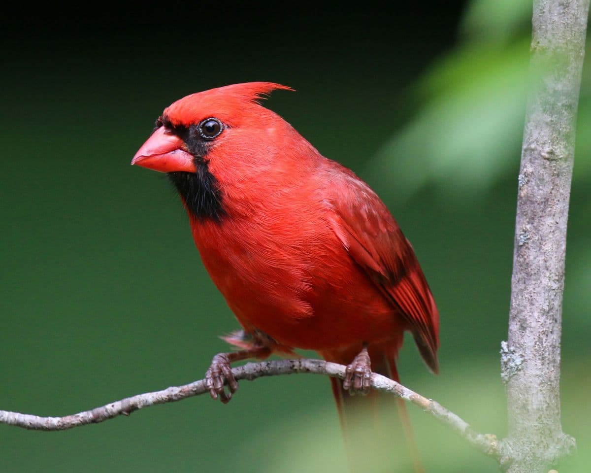 Northern Cardinal photo
