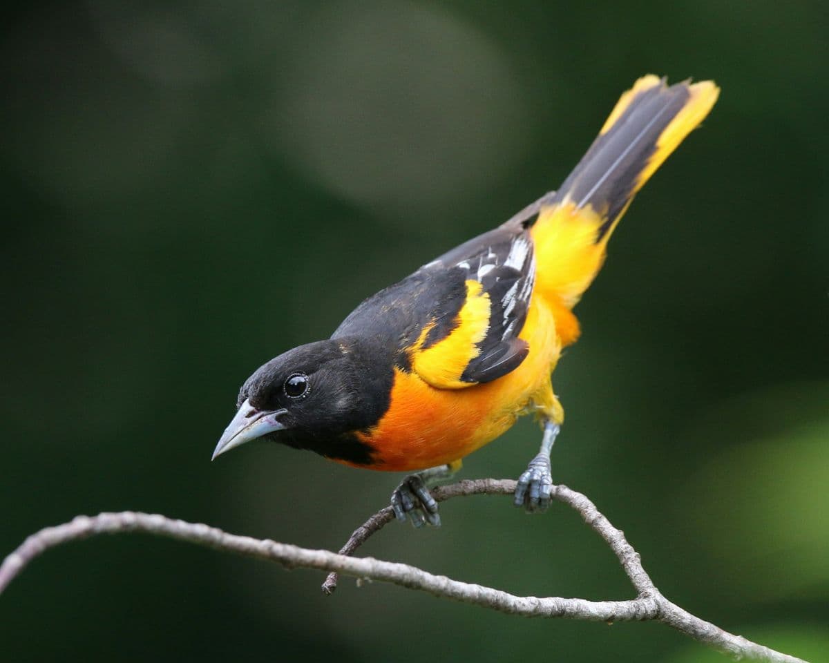 Baltimore Oriole photo