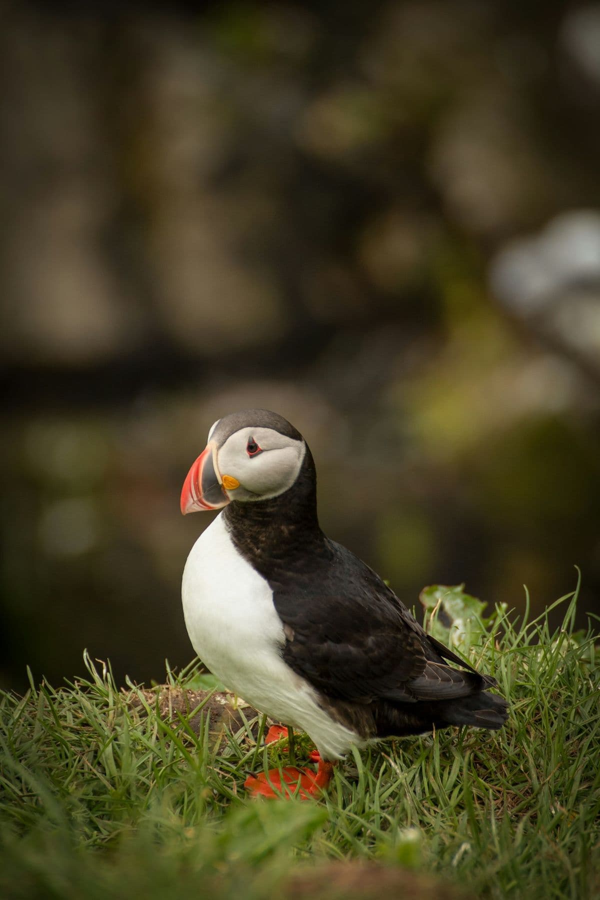Atlantic Puffin photo