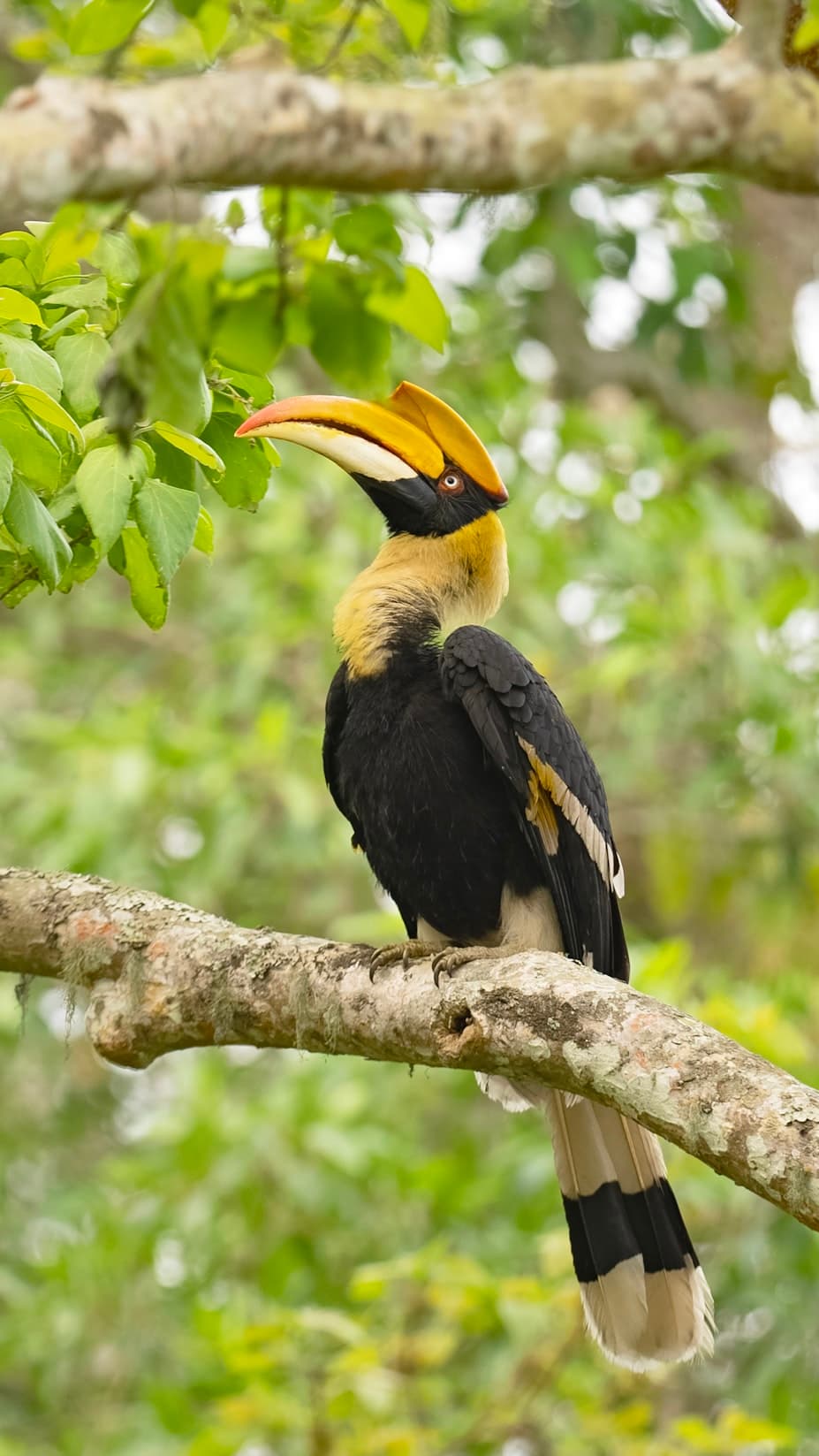 Great Hornbill photo