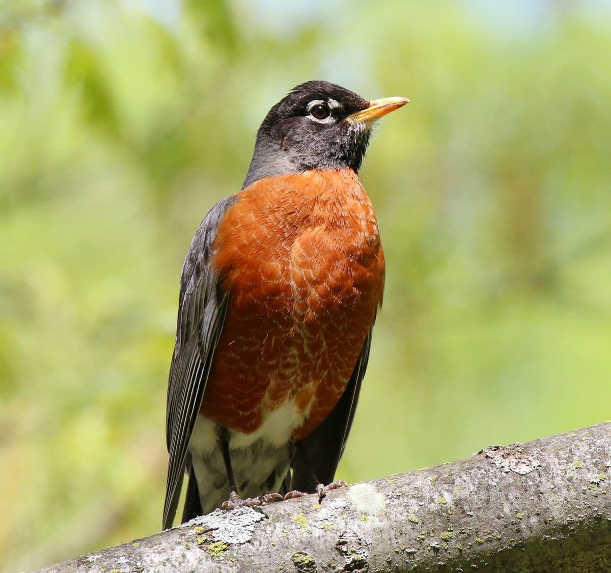 American Robin photo