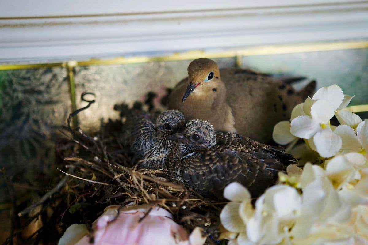 Mourning Dove photo