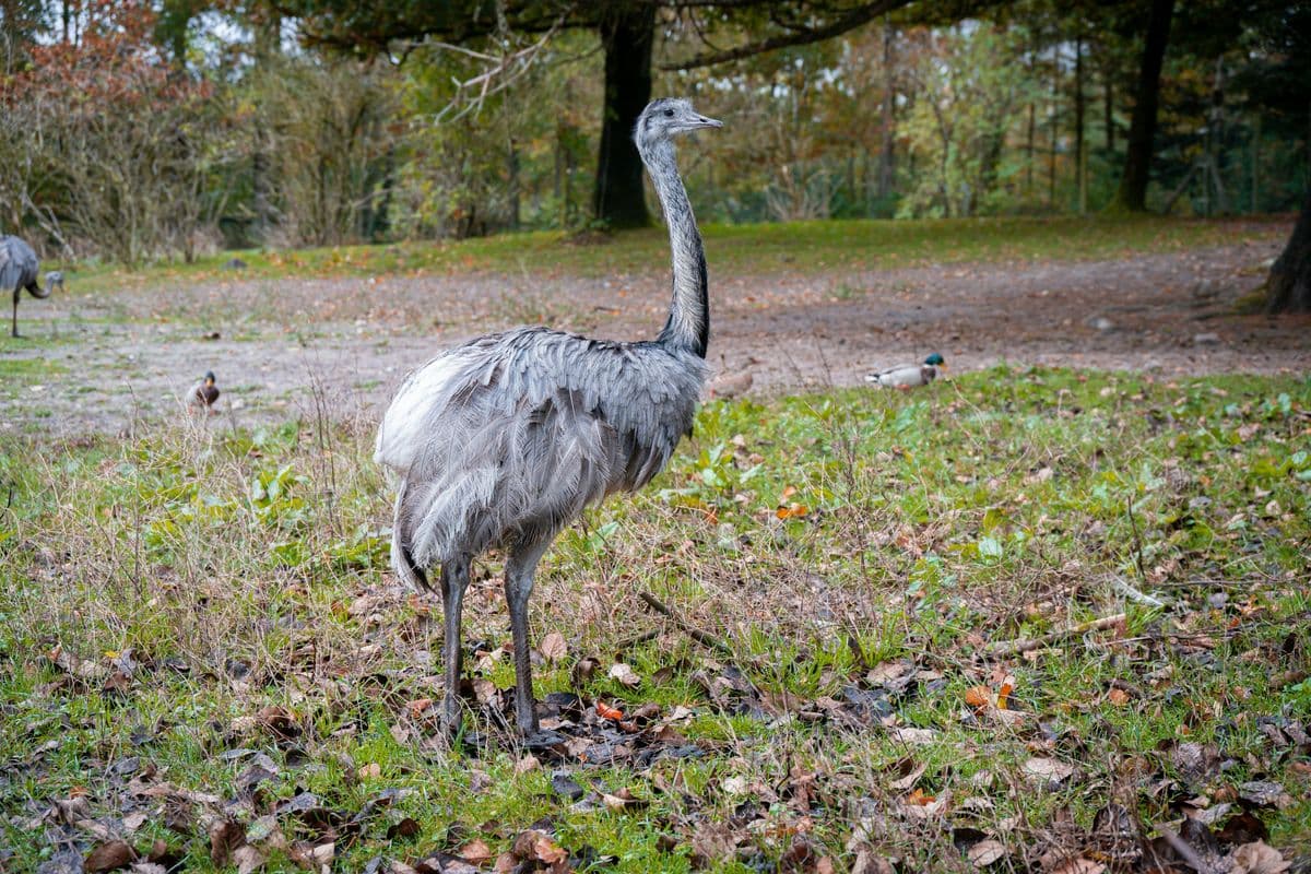 Greater Rhea photo