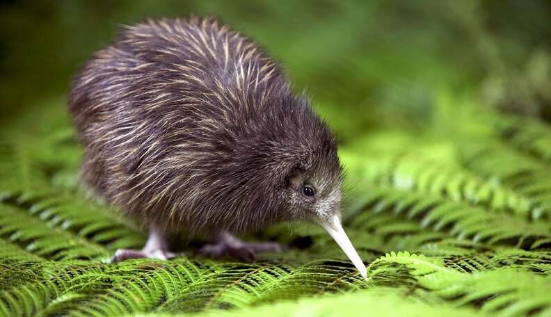 North Island Brown Kiwi photo