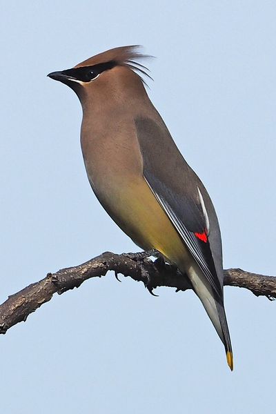 Cedar Waxwing