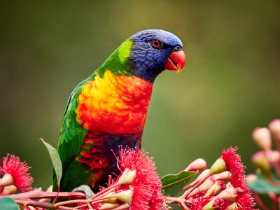 Rainbow Lorikeet