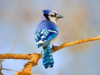 Blue Jay