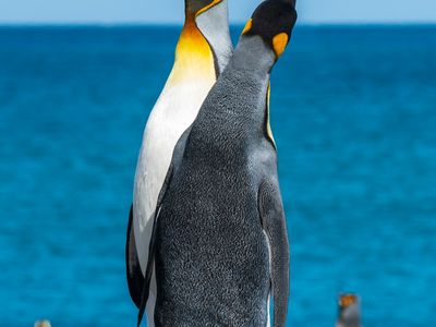 Emperor Penguin