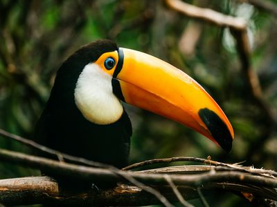 Toucan
