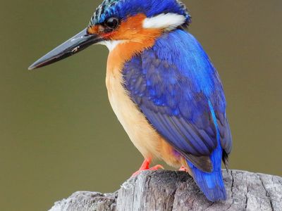 Kingfisher