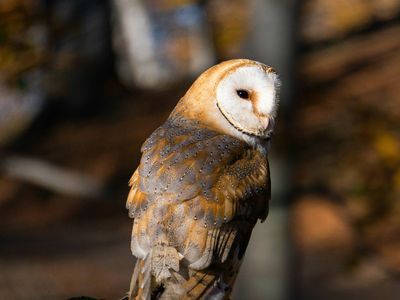 Barn Owl