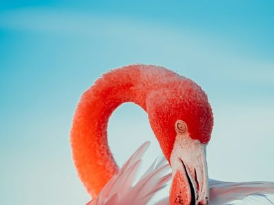 Flamingo