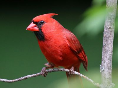 Northern Cardinal