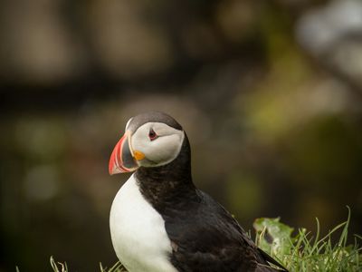 Atlantic Puffin